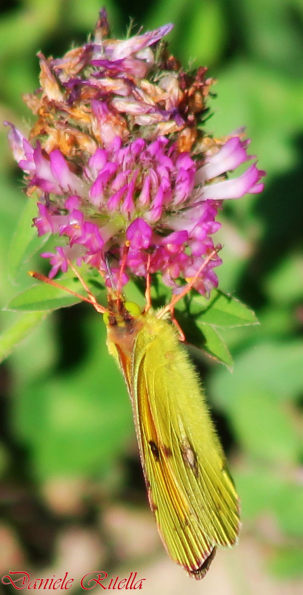 Colias croceus maschio o femmina!?